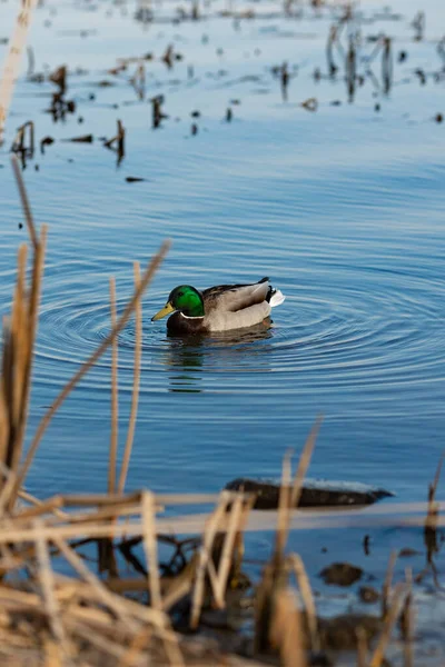 Pato Cena Água Água Pato Pato Nadar Patos Nadar Água — Fotografia de Stock