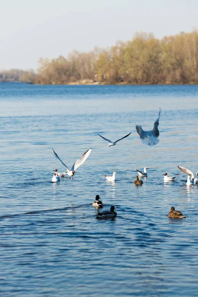 Seagulls and ducks catch food in the river in the park — Stock Image Seagulls Ducks Catch Food River Park Stock Photo