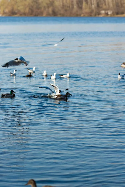 Seagulls and ducks catch food in the river in the park — Stock Image Seagulls Ducks Catch Food River Park Royalty Free Stock Photos