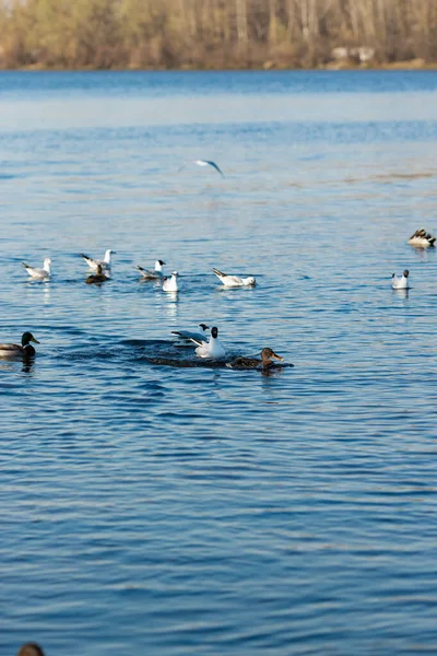 Seagulls and ducks catch food in the river in the park — Stock Image Seagulls Ducks Catch Food River Park Royalty Free Stock Photos