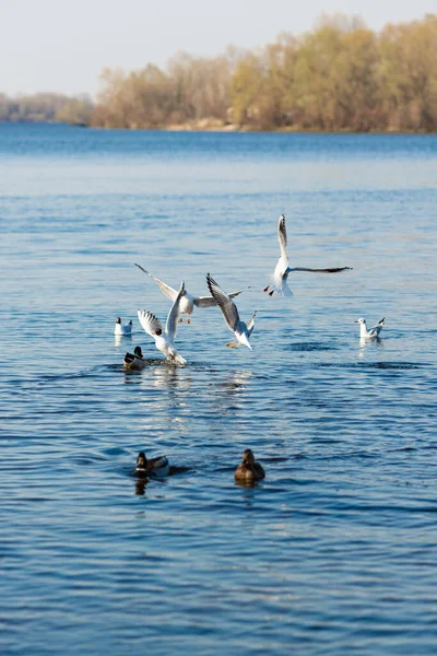 Seagulls and ducks catch food in the river in the park — Stock Image Seagulls Ducks Catch Food River Park Royalty Free Stock Images