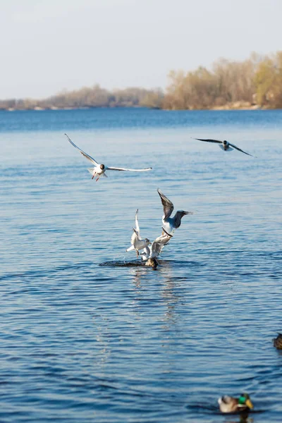 Seagulls and ducks catch food in the river in the park — Stock Image Seagulls Ducks Catch Food River Park Stock Image