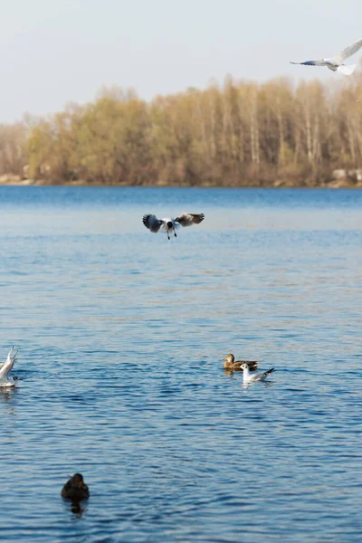 Seagulls and ducks catch food in the river in the park — Stock Image Seagulls Ducks Catch Food River Park Royalty Free Stock Images
