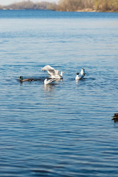 Seagulls and ducks catch food in the river in the park — Stock Image Seagulls Ducks Catch Food River Park Stock Image