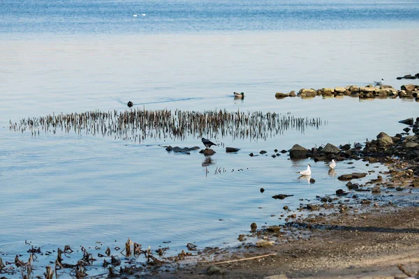 Seagulls and ducks catch food in a park by the summer river — Stock Image Seagulls Ducks Catch Food Park Summer River Stock Picture