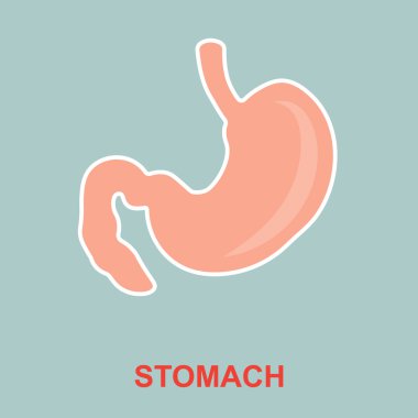 insan mide anatomisi.