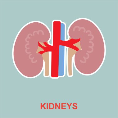 insan böbrek anatomisi.