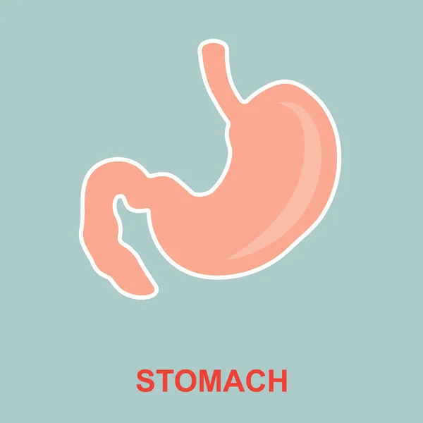Anatomia dello stomaco umano . — Vettoriale Stock