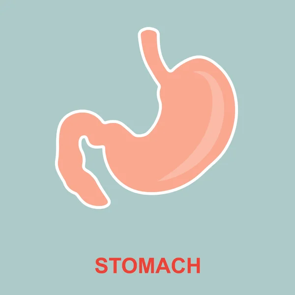 Anatomia do estômago humano . —  Vetores de Stock