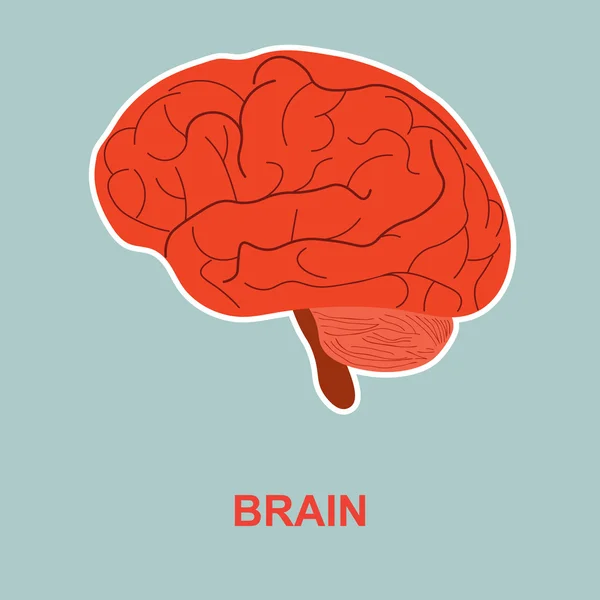 Anatomie lidského mozku. — Stockový vektor