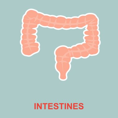 İnsan bağırsak anatomisi.