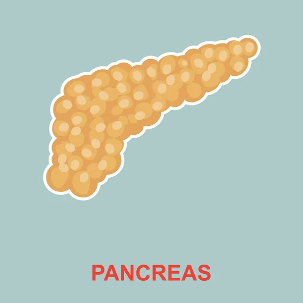 Anatomia del pancreas umano . — Vettoriale Stock