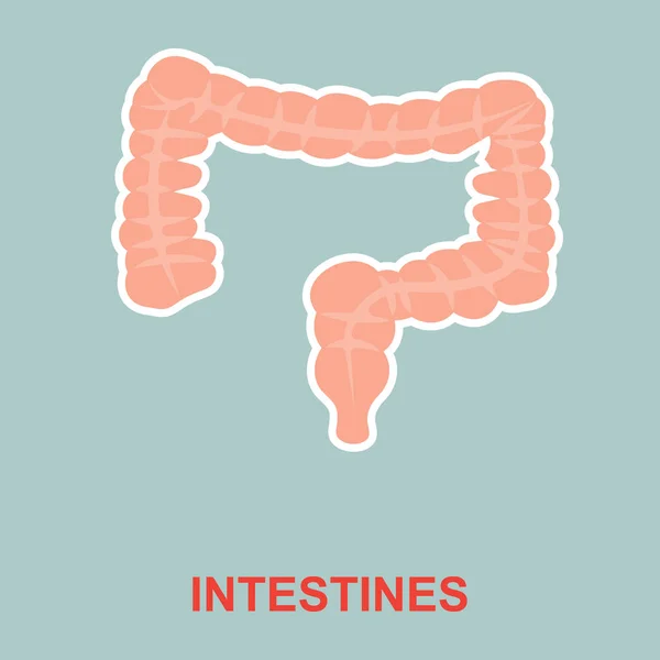 Anatomia dell'intestino umano . — Vettoriale Stock