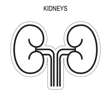 insan böbrek anatomisi.