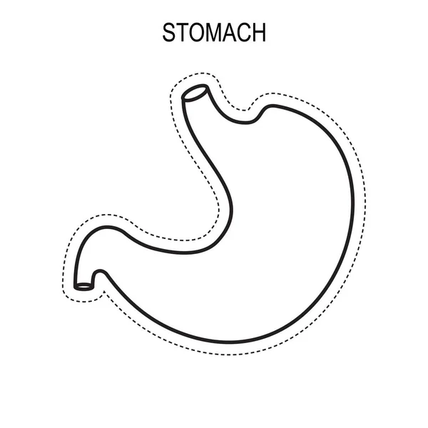 Anatomía del estómago humano . — Vector de stock