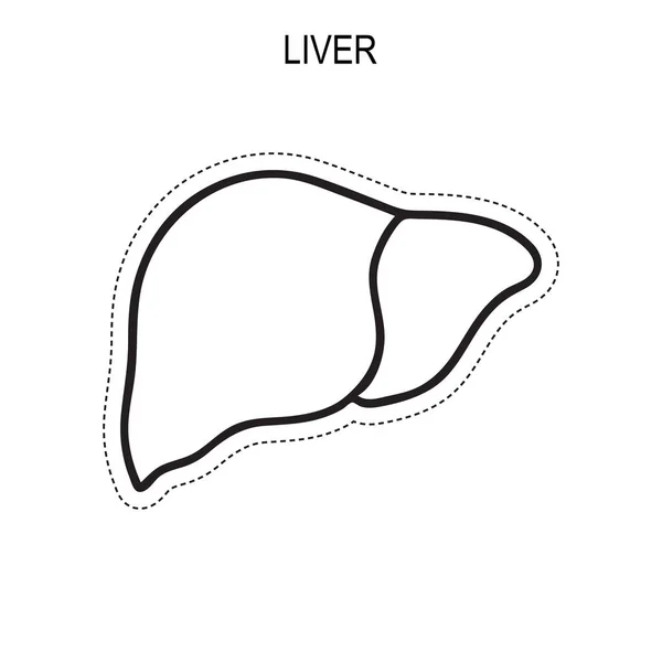 Anatomía del hígado humano . — Vector de stock