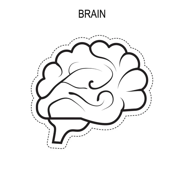 Anatomía del cerebro humano. — Archivo Imágenes Vectoriales