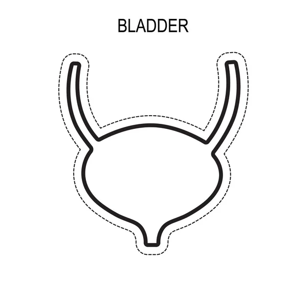 Human bladder anatomi. — Stock vektor