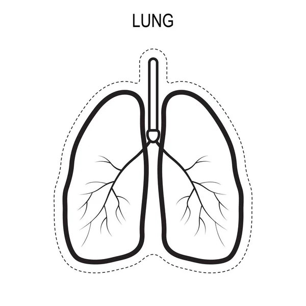 Anatomie pulmonaire humaine . — Image vectorielle