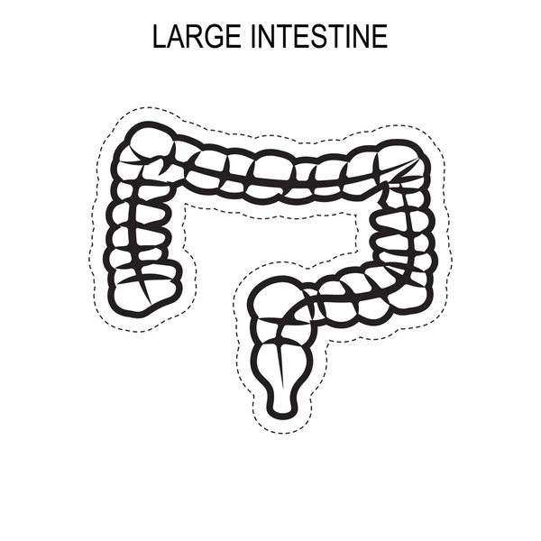 Anatomía del intestino grueso humano . — Vector de stock