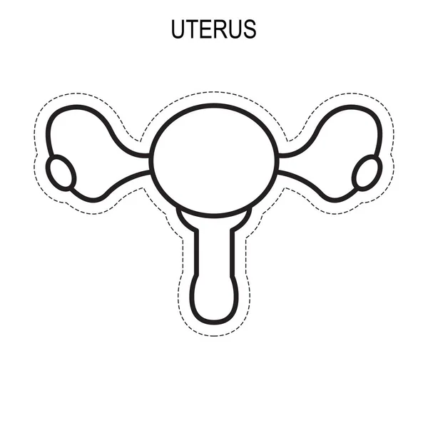 Anatomía del útero humano . — Vector de stock