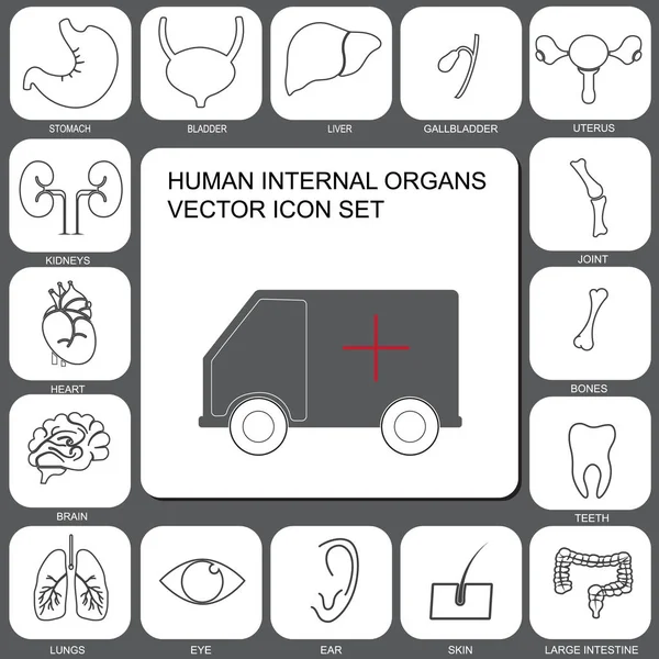 Set Iconos internos de órganos humanos — Vector de stock