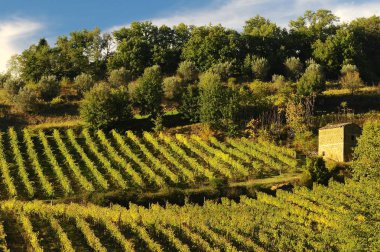 üzüm bağları Toskana bölgesindeki satırları