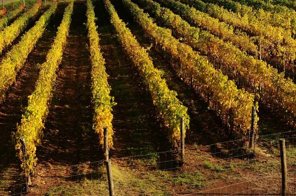 Reihen von Weinbergen in der Toskana — Stockfoto