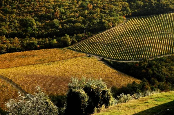 Vigneti in Toscana — Foto Stock