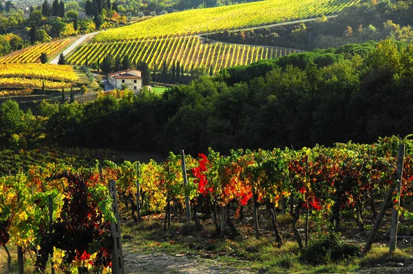 Wijngaarden in Toscane — Stockfoto