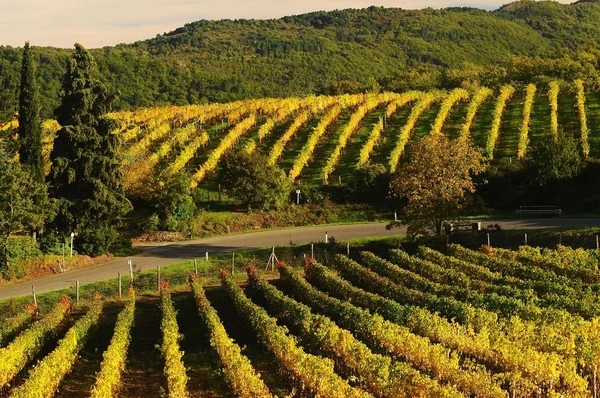 Toskana üzüm bağları