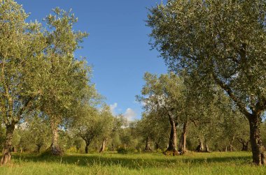 Zeytin ağaçları Tuscany kırsal, İtalya.