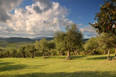 Zeytin ağaçları Tuscany kırsal, İtalya.