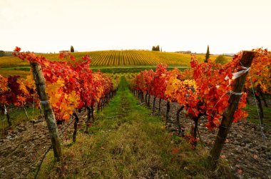 Sonbaharın güzel Tuscany bağlar. İtalya.