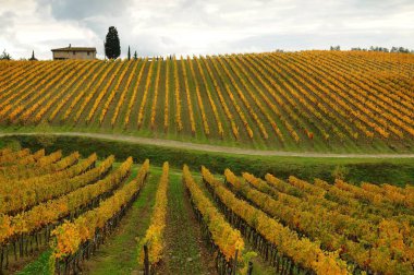 Sonbaharın güzel Tuscany bağlar. İtalya.