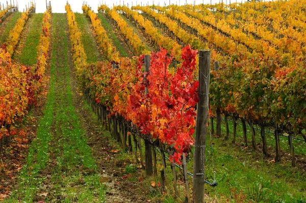 Wunderschöne toskanische Weinberge im Herbst. Italien. — Stockfoto