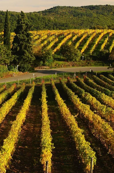 Mooie Tuscany wijngaarden in de herfst. Italië. — Stockfoto