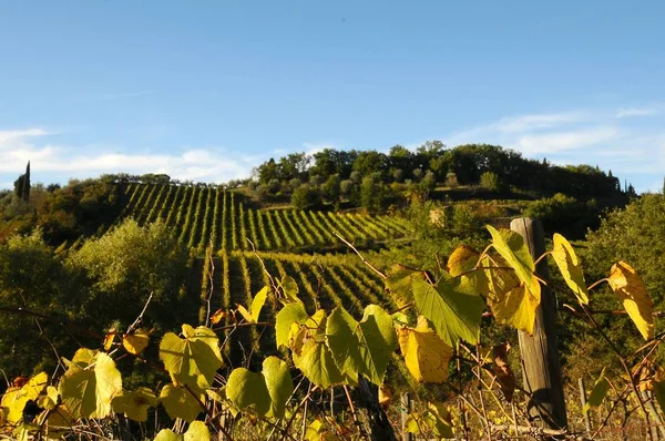 Hermosos viñedos de Toscana en otoño. Italia . —  Fotos de Stock