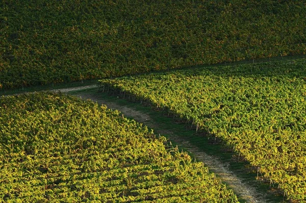 Belos vinhedos da Toscana no Outono. Itália . — Fotografia de Stock