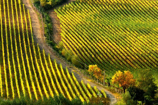 Splendidi vigneti toscani in autunno. Italia . — Foto Stock