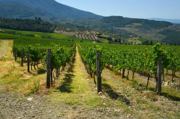 Tuscany szőlőültetvények. Olaszország. — Stock Fotó