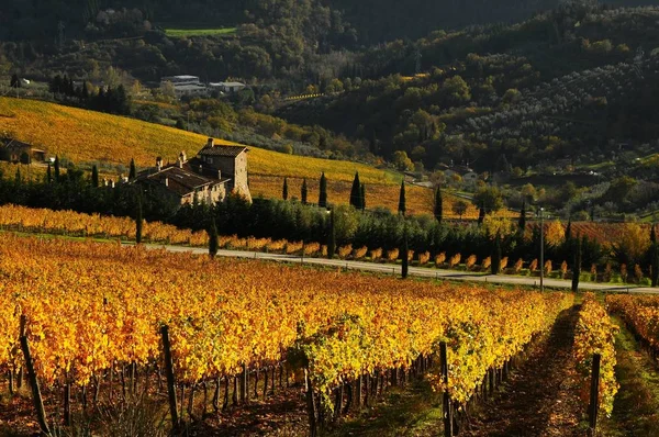 Sonbaharın güzel Tuscany bağlar. İtalya. — Stok fotoğraf