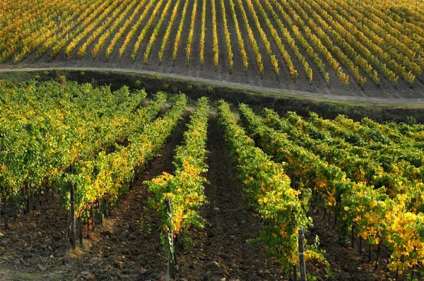 Wunderschöne toskanische Weinberge im Herbst. Italien. — Stockfoto