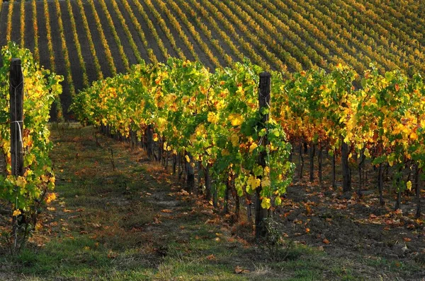 Splendidi vigneti toscani in autunno. Italia . — Foto Stock