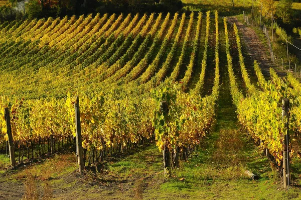 Nádherné Toskánsko vinice na podzim. Itálie. — Stock fotografie