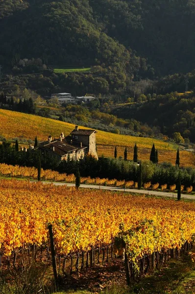 Vackra Tuscany vingårdar i höst. Italien. — Stockfoto