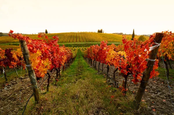 Vackra Tuscany vingårdar i höst. Italien. — Stockfoto