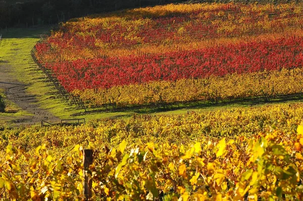 Splendidi vigneti toscani in autunno. Italia . — Foto Stock