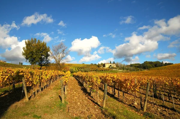 Hermosos viñedos de Toscana en otoño. Italia . —  Fotos de Stock
