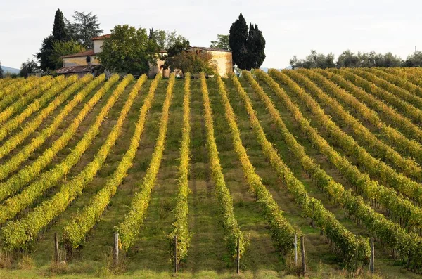 Hermosos viñedos de Toscana en otoño. Italia . —  Fotos de Stock